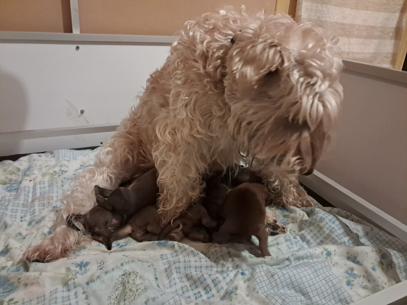 Chiot Irish Soft Coated Wheaten Terrier Irtreawheat