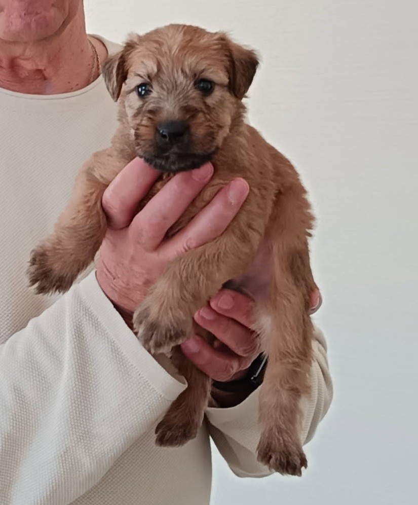 Irtreawheat - Chiots disponibles - Irish Soft Coated Wheaten Terrier