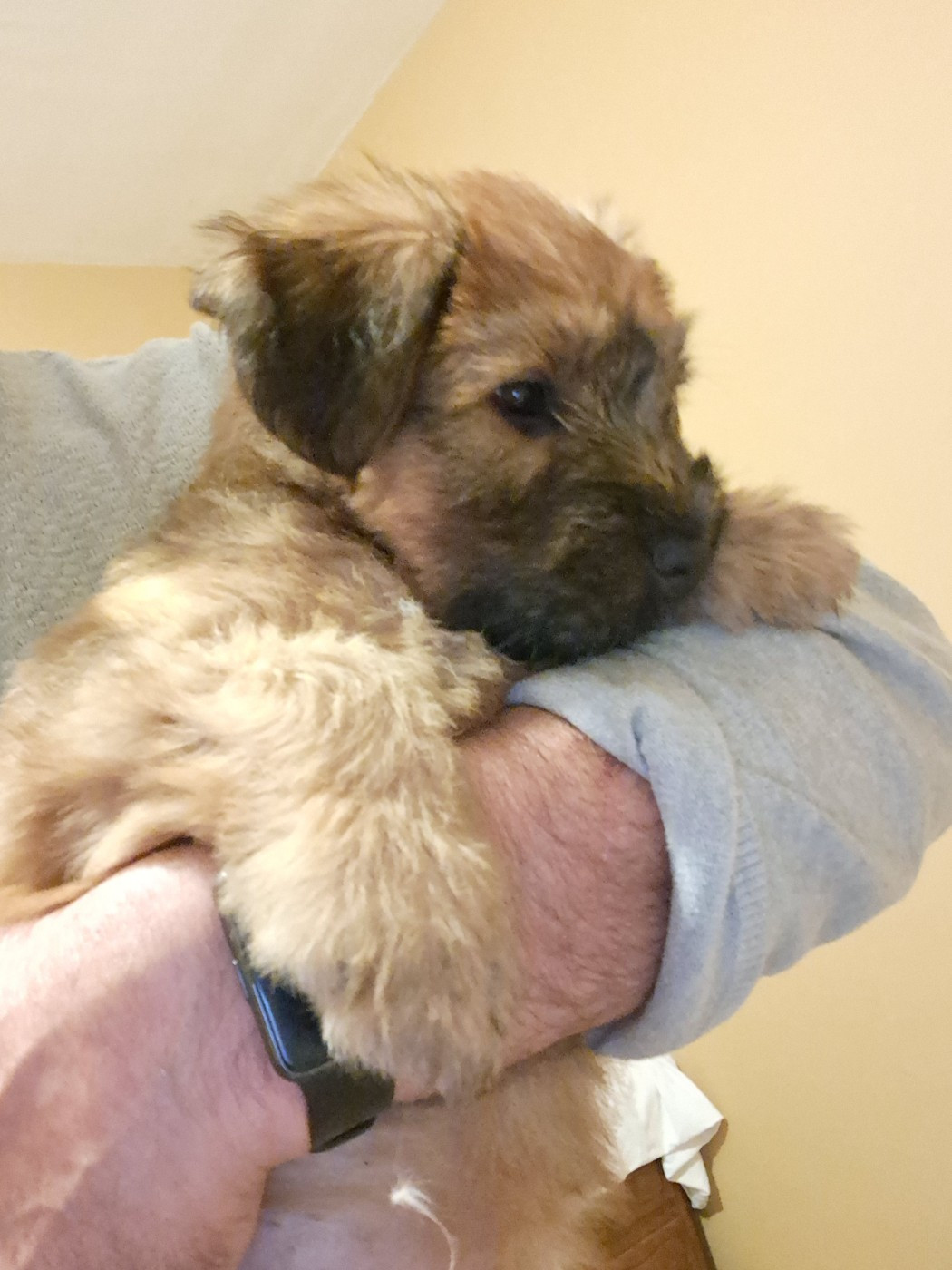 Irtreawheat - Chiots disponibles - Irish Soft Coated Wheaten Terrier