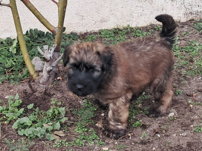 CHIOT 7 couleur noir